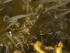 Sun Anemone Shrimp (<em>Periclimenes rathbunae</em>)