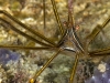 Yellowline Arrow Crab (<em>Stenorhynchus seticormis</em>)