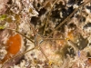 Yellowline Arrow Crab (<em>Stenorhynchus seticormis</em>)