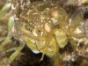 Mantis Shrimp (Order Stomatopoda)