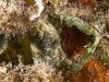 Green Clinging Crab (<em>Mithrax sculptus</em>)