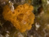 Button Tunicate (<em>Distaplia corolla</em>)