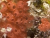 Unidentified Social Tunicate