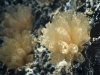 Bulb Tunicate (<em>Clavelina</em> sp.)