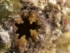Giant Tunicate (<em>Polycarpa spongiabilis</em>)