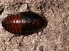Wingless Cockroach