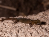 Dwarf Gecko (<em>Sphaerodactylus parvus</em>)