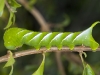 Sphinx Caterpillar
