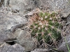 Cactus on Pinel