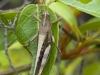 Grasshopper on Pinel