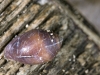 Unidentified Snail