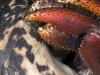 Caribbean Hermit Crab Close-up