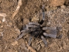 Theraphosid Spider