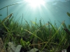 Sunburst Over Seagrass