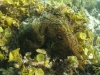 Spotted Seahare (Aplysia dactylomela)