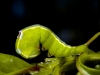 Caterpillar, Probably Sphingid
