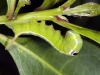 Caterpillar, Probably Sphingid