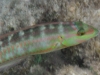Wrasse Snorkeling Pinel and Little Key