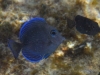 Blue Tang Snorkeling Pinel and Little Key