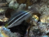 Juvenile Parrotfish Snorkeling Pinel and Little Key