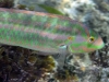 Wrasse Snorkeling Pinel and Little Key