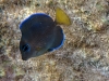 Blue Tang Snorkeling Pinel and Little Key