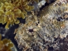 Scorpionfish Snorkeling Pinel and Little Key