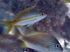 Yellowtail Snapper Snorkeling Pinel and Little Key