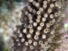 Coral Polyps Snorkeling Pinel and Little Key