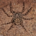 Unidentified Spider