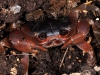 Unidentified Burrowing Land Crab