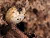 Dwarf Gecko Egg, Unhatched