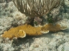 Coral Pieces Naturally Reattached