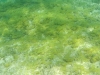 Algae in Pinel Lagoon
