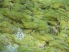 Algae in Pinel Lagoon