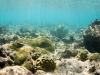 Extreme Shallow Snorkeling Drift Zone, Pinel Island