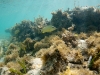 Extreme Shallow Snorkeling, Pinel West