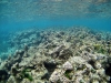 The Top of the Barrier Reef Is Dead Coral