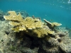 Elkhorn Corals Prefer Shallow Water with Lots of Sunlight