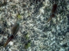 Caribbean Reef Squid in the Lagoon