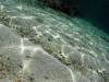 A Young Peacock Flounder in the Shallows