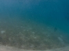 Snorkeling The Bight: Norman Island, BVI