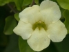 Unidentified Flower on Saba