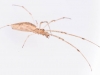Long-jawed Spider