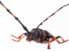 Cerambicid Beetle