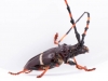Cerambicid Beetle