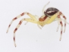 Crab Spider in Plexibox