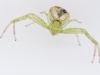 Crab Spider in Plexibox