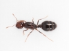 Ant in Plexibox