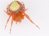 Orb Spider in Plexibox
